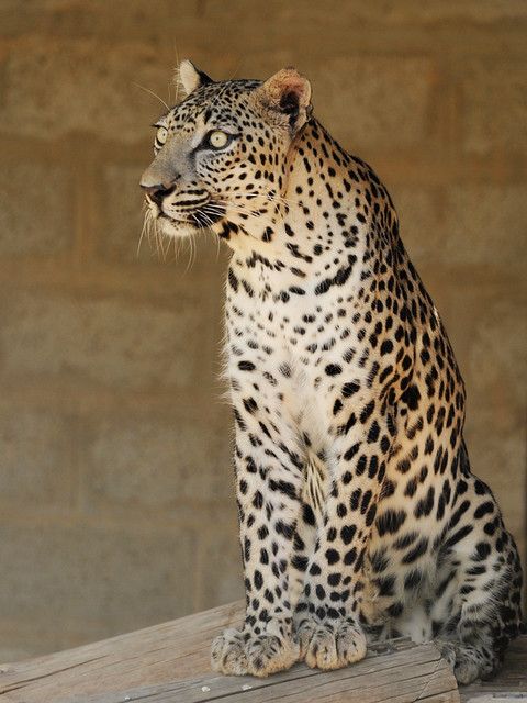 Panthera pardus nimr - Arabischer Leopard - Arabian leopard
