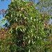 Flickr photo 'Parthenocissus quinquefolia; Virginia creeper' by: Sharpj99.