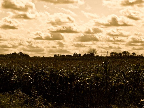 trees sky cloud field clouds corn cornfield cornfields