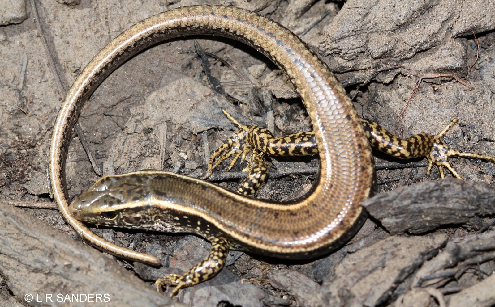Slack Lizard LIZARDS | Flickr