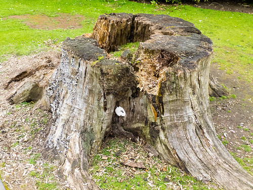 Cauliflower fungus on a tree stump
