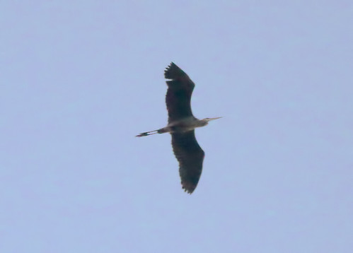 heron flying pennsylvania sonyaf500f8reflex