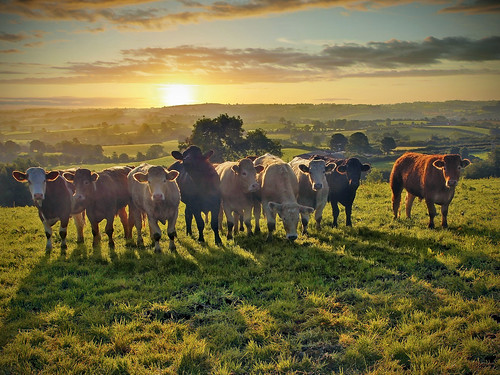 field animals sunrise canon shadows cattle farm beef sigma northernireland farmer agriculture 1770 ulster 60d glenanne