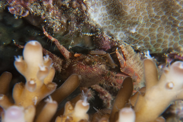 Amputee porcelain crab (Petrolisthes sp.)