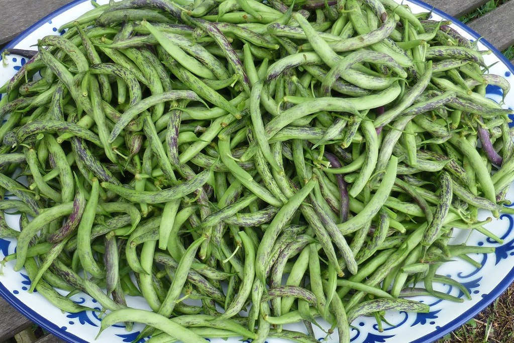 French beans 