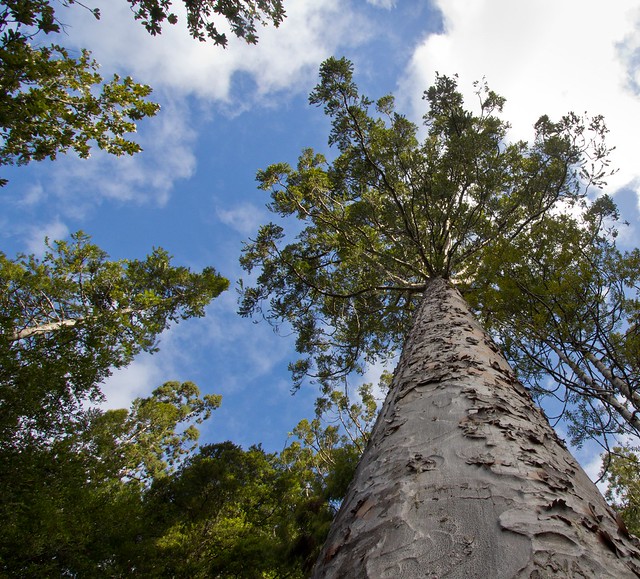 Kauri tree near Fairy Falls, Waitakeres