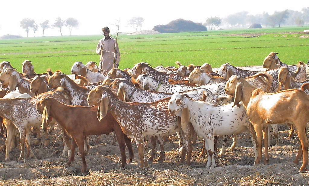 Temperament of Makhi Cheeni Goats