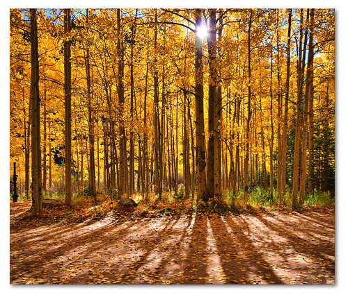 autumn fall sunrise colorado canon20d aspens dirtroad stitched hdr guanellapass simga1020mm vertorama dphdr ptphoto pse8