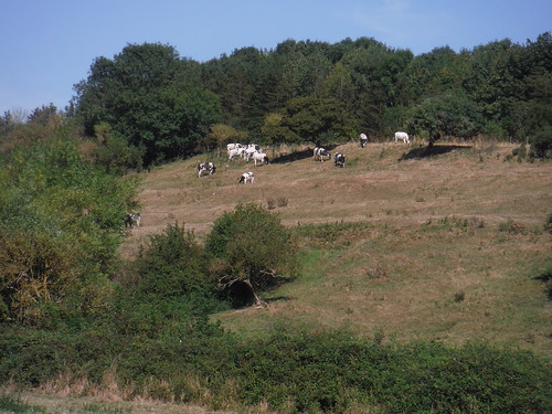 Cows in Upper Winchenden SWC 192 Haddenham to Aylesbury (via Waddesdon) 