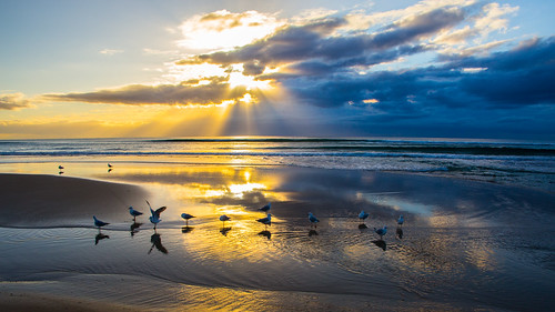morning sand australia winter seashore clouds water birds seagull sunrays beach reflection goldcoast sea surfersparadise queensland オーストラリア au