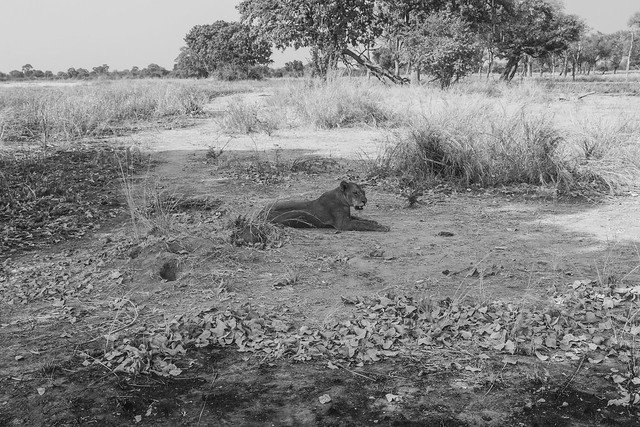 Zambia - Nsolo_17 - lion kill 1