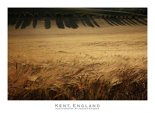 sunset england flower field barley rural golden kent keyboard piano poppy gouden aar engeland toetsenbord graanveld ruuraal