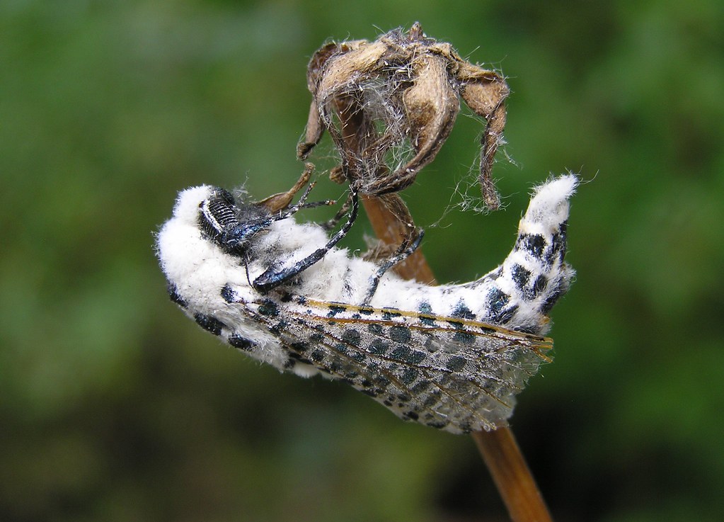 Zeuzera pyrina - Coquette ou la Zeuzère du Marronnier ou Zeuzère du poirier - Leopard Moth or Wood Leopard Moth -12/08/12