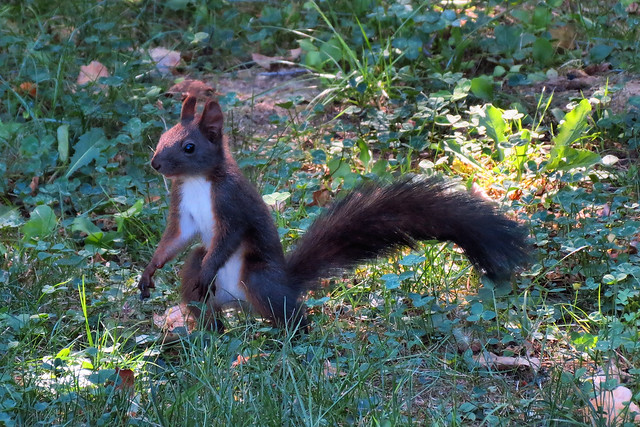 A squirrel in Herăstrău (AP4M2583-1PSP)