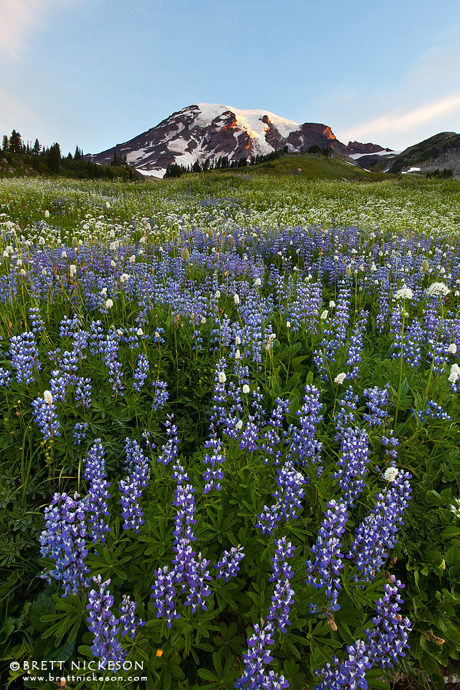 Magic Carpet What an incredible wildflower bloom this year… Flickr