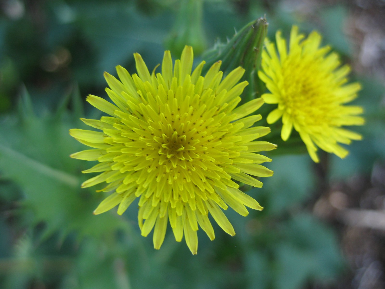 sow thistle flowers