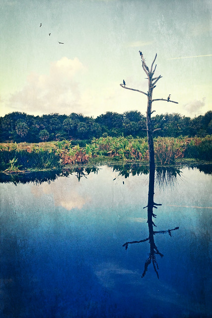 Reflecting on Nature