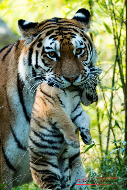 Sibirian Tiger (Panthera tigris altaica)