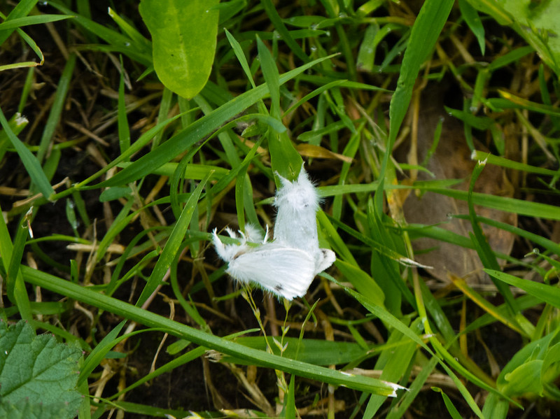 Pair of yellow-tailed moths