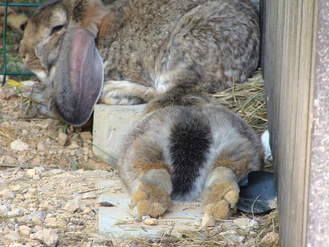 Sleeping bunny's tushy :)