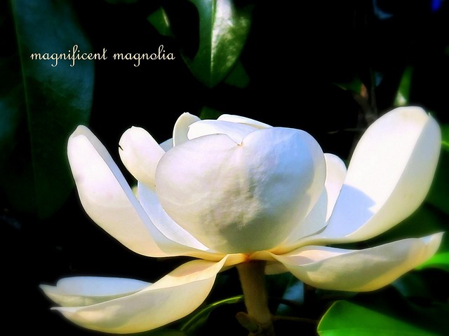 Magnolias make my southern summer sublime ...