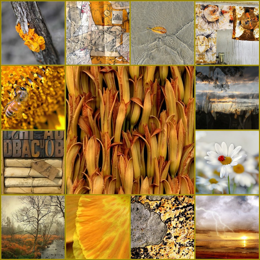 Gold & Grey | 1. 54480-01 Hemerocallis, 2. Fungus, 3. mix2, … | Flickr
