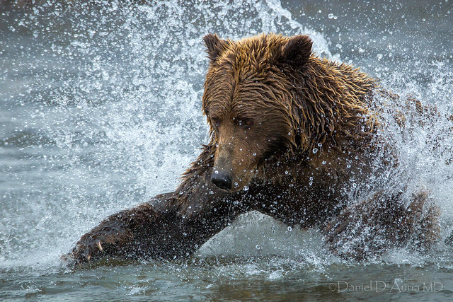 Going fishing....Brown bear fishes at Lake Clark National Park 3601
