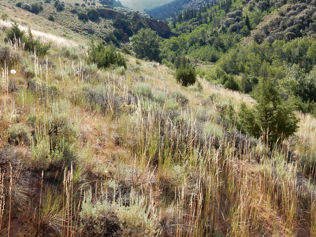 Jenny Creek