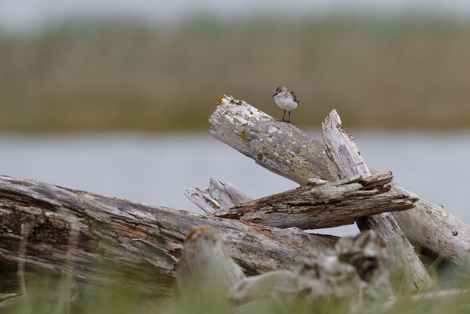 Calidris pusilla | Semipalmated Sandpiper | sandsnäppa