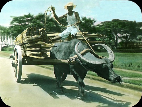 Carabao cart hauling lumber the old energy efficient Filipino way,  Manila, Philippines,  unknown date 1910-1930 | by J. Tewell