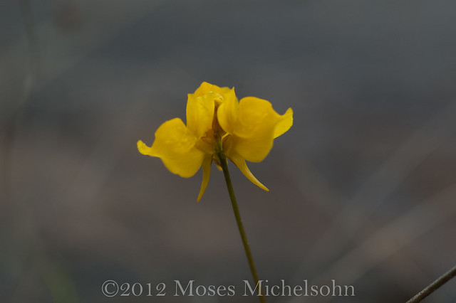 Utricularia cornuta - Greenville County, South Carolina, United States of America
