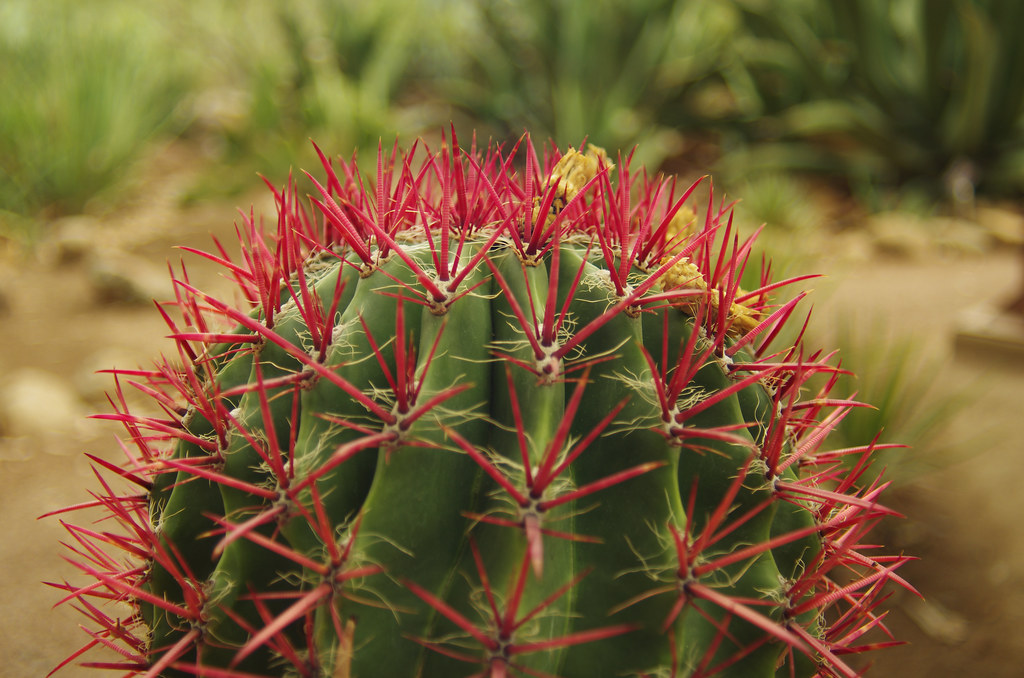 Barrel Cactus