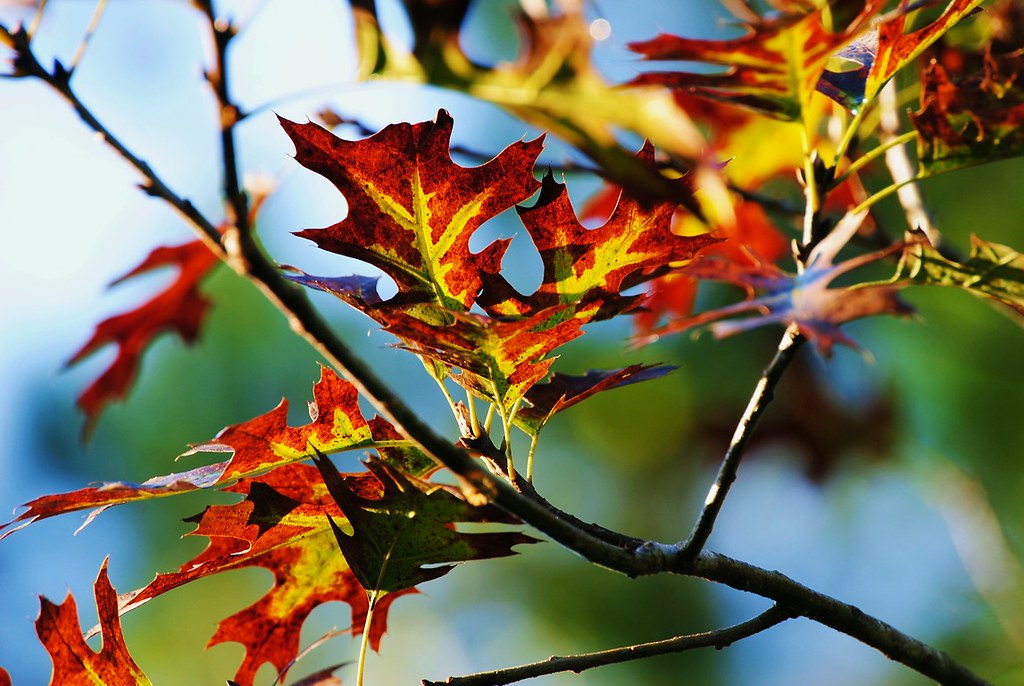 Autumn arrives on the Magic Tree | This is one of my trees i… | Flickr