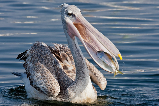 Pink-backed Pelican (Pelecanus rufecens)