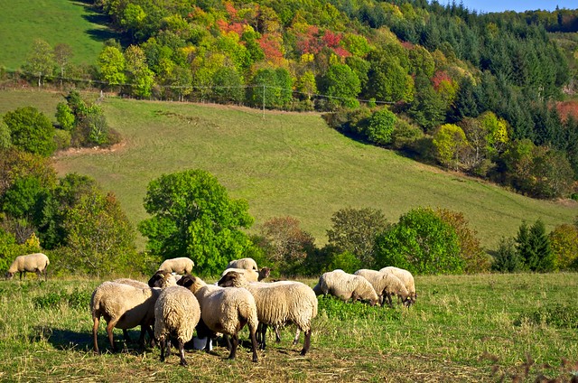 Les moutons et le mouton
