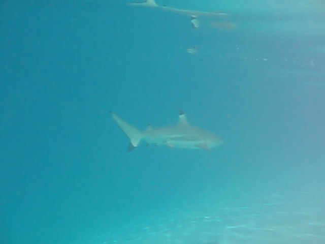 Moorea-Excursion Baleines+Nage avec Raies&Requins