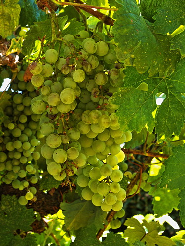 california winery grapes mendocino parducci