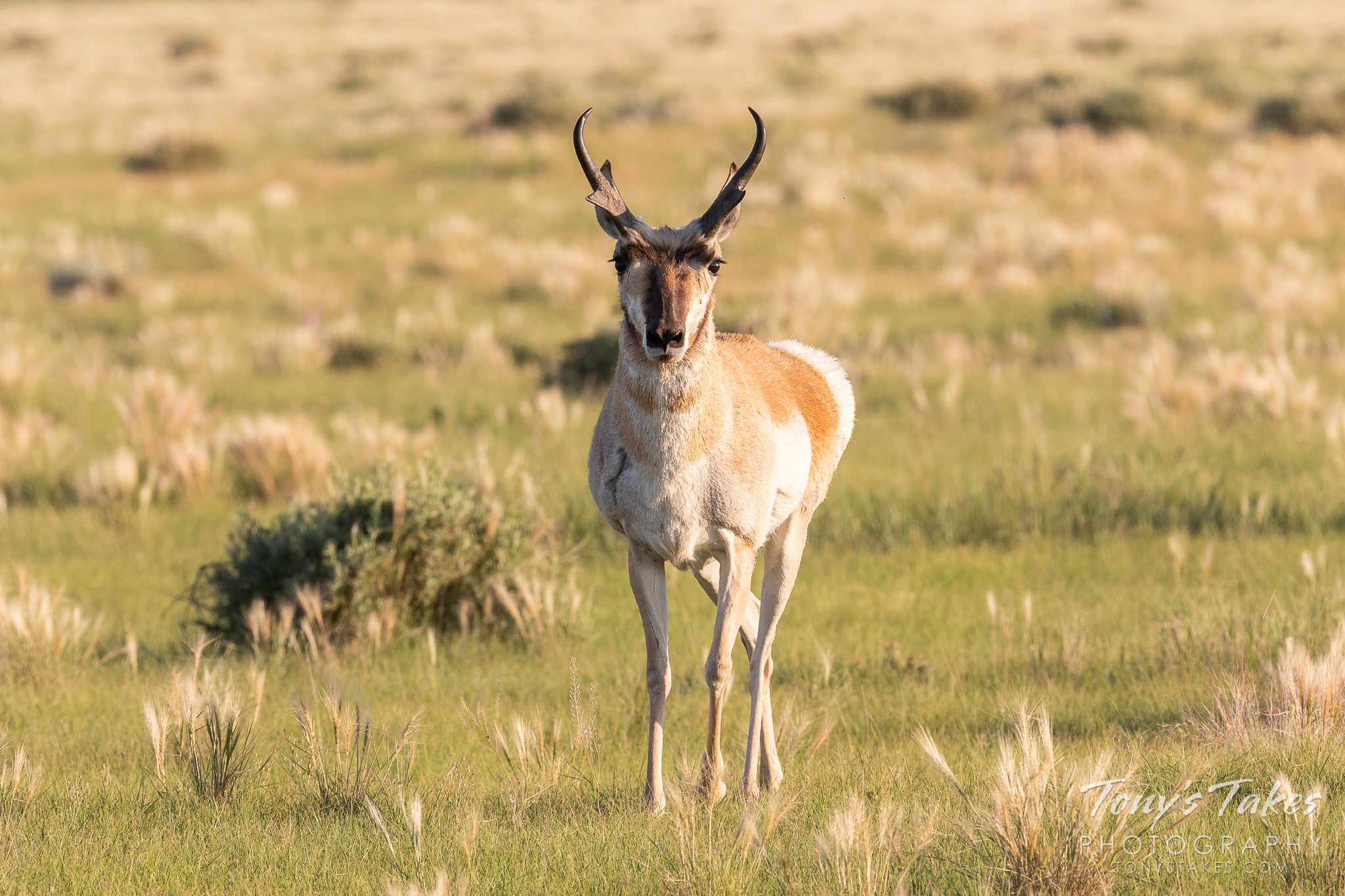 Pronghorn Buck stands tall, pays attention