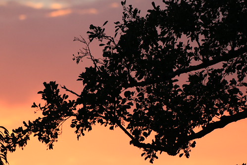 Sunset shadows by syl20_44, Couché de soleil, Saint Herblain, Loire Atlantique, FRANCE.sunset couché de soleil sun shinning shad