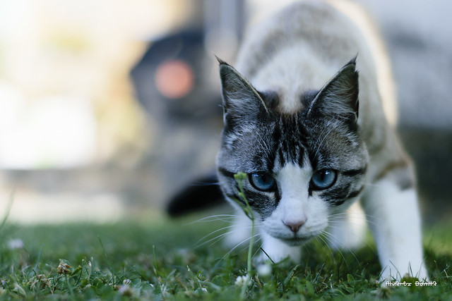 Gato de ojos azules - Gatto occhi azzurri - Blue-eyed cat