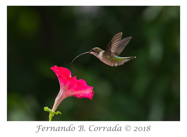 Ruby-throated Hummingbird (3461)