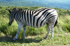 Heavily Pregnant Zebra