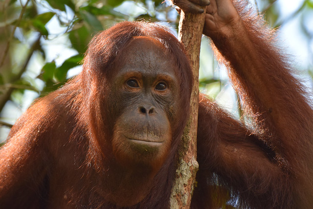 Orangutan (Pongo pygmaeus), Tanjung Puting NP, Central Kalimantan (Borneo), Indonesia
