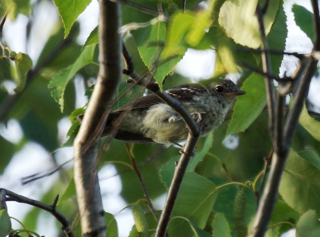 Asian Brown Flycatcher, Muscicapa dauurica, Мухоловка ширококлювая (juvenile)