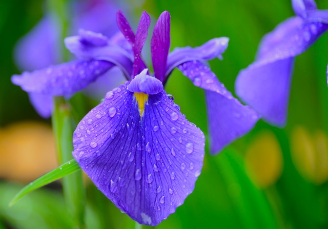 Iris：鸢尾花