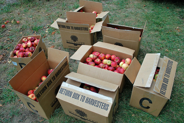 Apples Ready for Harvesters
