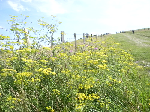 Wild Parsnip The wild version of the edible parsnip.(Not the American version of Giant Hogweed) Amberley to Shoreham