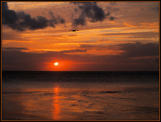 Wadden Sea Sunset with Seagull ( near Harlingen / NL )