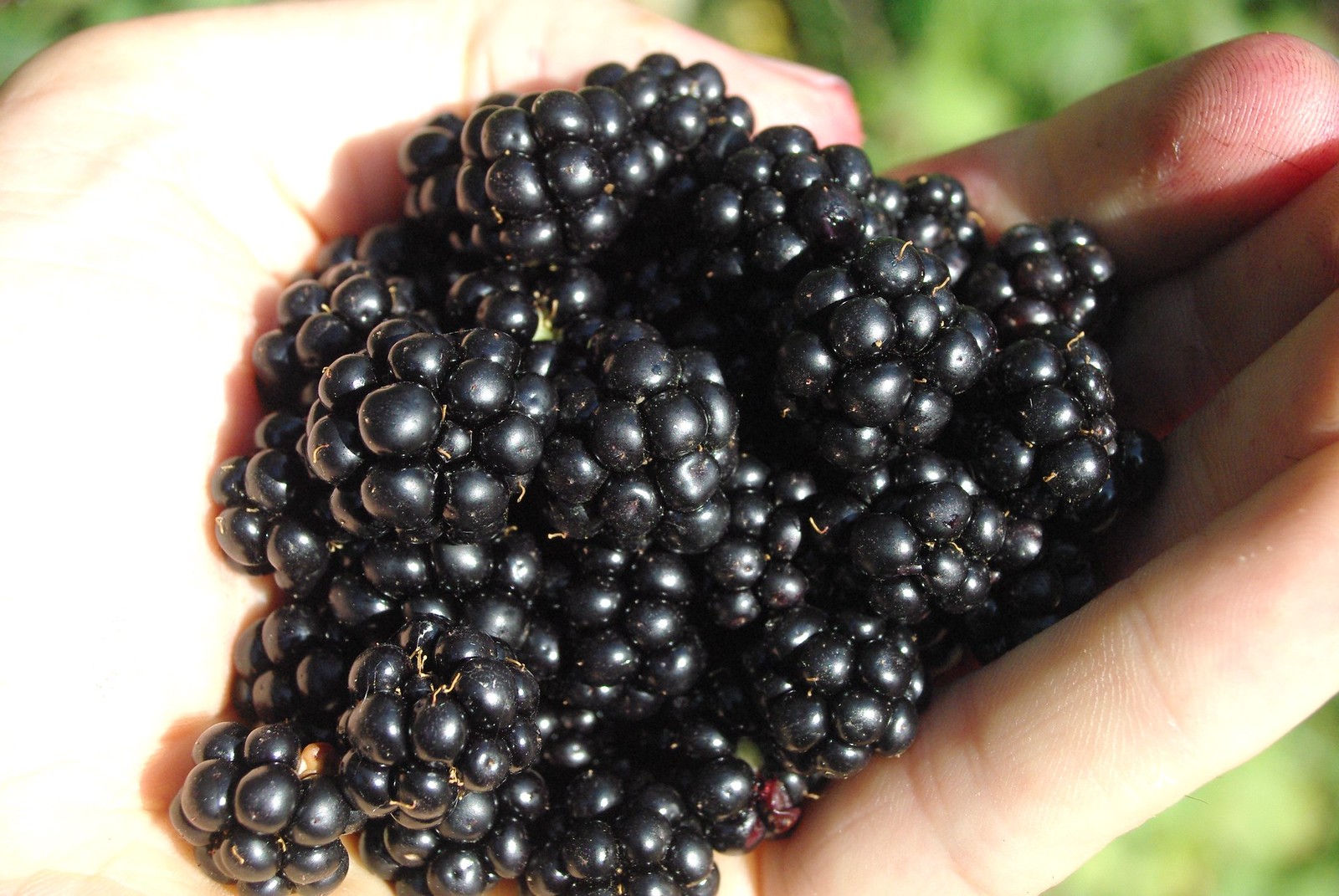 sun warmed blackberries taste the best!