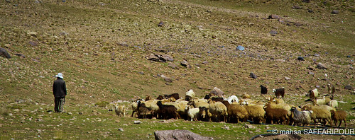 life people mountain snow man ski men spring asia track village sheep iran culture resort east nomad iranian middle herd nomads herds alborz sabalan ardebil savalan ardabil alburz sarein alvars ardabilprovince alborzmountainrange